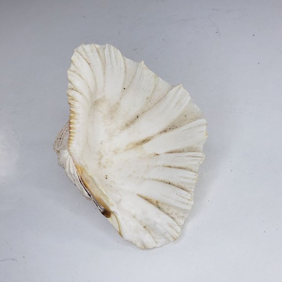 Bear Claw Clam Shell One Half Large Ruffled Sea Art Ocean 5.25" 8 oz 228 grams - Picture 3 of 5